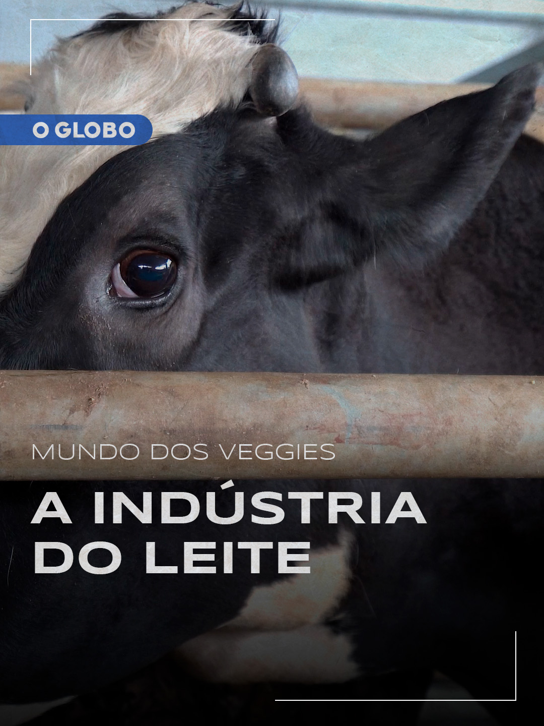 Mundo dos Veggies | E se o leite vegetal fosse incluído na cesta básica? O Brasil é o terceiro maior produtor de leite do mundo, mas a indústria leiteira tem um lado sombrio. Vacas geneticamente selecionadas sofrem diversos problemas de saúde devido à exploração intensiva.  Em um momento em que o governo brasileiro está prestes a criar novas orientações para garantir o direito à alimentação saudável, a jornalista Maíra Rubim traz a realidade por trás da indústria do leite e os impactos da inclusão do leite vegetal na alimentação nacional. #JornalOGlobo #Veggie #Veganismo