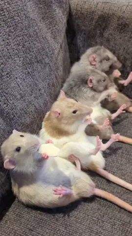 The rat army grows 