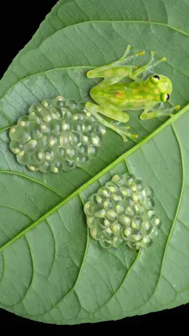 Some dads could learn a thing or two here.. 🤓 Male glass frogs exhibit a remarkable level of parental care by guarding their eggs for a period of about 6 to 21 days, ensuring the embryos' survival through to hatching. During this time, the males are highly vigilant, protecting the eggs from predators such as insects and other amphibians. This dedicated paternal behavior significantly enhances the chances of the eggs developing successfully into tadpoles.  Cameras setups used:  📸 @OM SYSTEM  OM-1 📸 OM System OMD Em-1 Mark III 🔭 M.Zuiko ED 90mm f/3.5 PRO 🔭 M.Zuiko ED 12-45mm f/4.0 PRO 🔭 M.Zuiko ED 300mm f/4 PRO ⚡ Godox 350o ⚡ Godox v860iii ☁️ Diffuser by Cygnustech 🧩 Handheld focus stacks and single shots 🍃 alive and free subjects, no harm  #omsystemde #omsystem #omsystemcameras #macro #natgeo #nature #naturephotography #cygnustechdiffuser  #costarica #wildlife #photographer #photography #herpetology #wildlife #biodiversity #frog #glassfrog #macrophotography