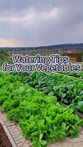 Watering tips for your vegetable garden #garden #gardening #planting #veggiegarden #farming #gardeningtips #wateringplants 