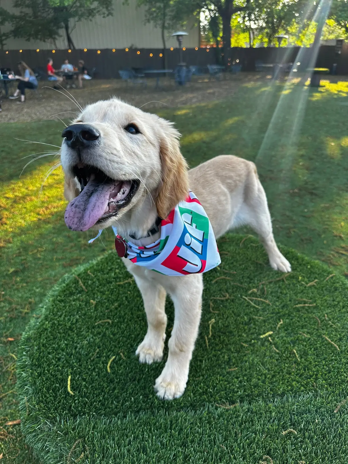 🥹🥹😍😍 #jif #jiffygood #puppy #whiskey #goldenretriever #birdsofafeather 