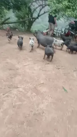 #duett 
