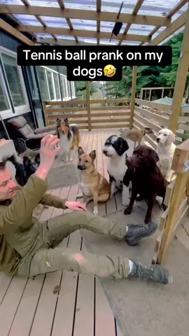 They were so confused🤣 #Pubity (IG: vipasserhund)