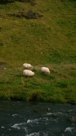 Obsessed with Icelandic sheep #nature #natureaesthetic #aesthetic #iceland #calmingvibes #folkscenery #folkgreen 
