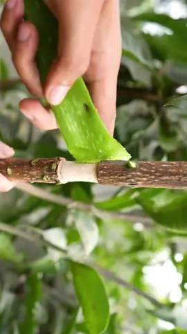 #plants #gardening #gardeningtips #growth #rooting 
