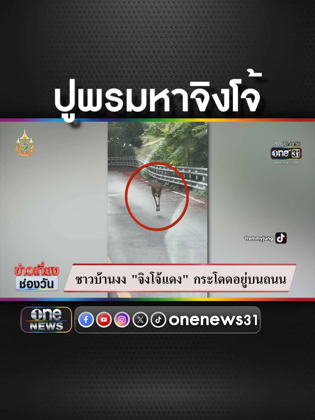 เสริมกำลัง 4 ชุด ปูพรมค้นหาจิงโจ้  #ข่าวช่องวัน #ข่าวtiktok #สํานักข่าววันนิวส์