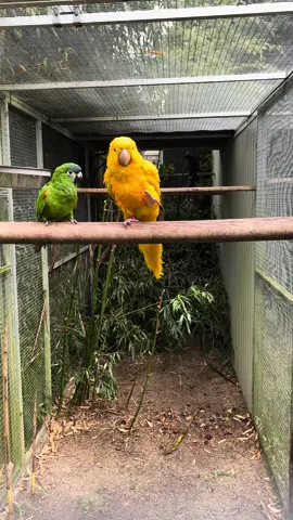 Queen of Bavaria #goldenconure #goudparkiet #aranobilis #parrot #happybird 