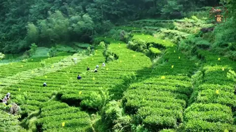 Explore the secret of #tea in Sanyuan Village in Ankang! Skilled tea pickers carefully pluck the tender buds and leaves from the trees. The freshly picked leaves are then spread out to dry in the sun. After drying, the leaves are roasted at high temperatures and rolled into strips to enhance their flavour.