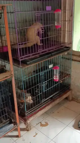 Kawin maning kawin maning #satwa #hewanpeliharaan #pecintahewan #PetsOfTikTok #petstory #musangloversindonesia #musangbonding #viraltiktok #fyp #fypシ゚viral #saungsawangcivet #Albino #hobi #short 