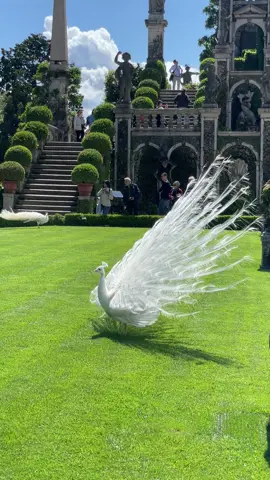 A rare white peacock displays its feathers at 📍#PalazzoBorromeo on Isola Bella 🦚 The Borromeo Gardens are renowned for their baroque style 😍  Bookmark this post for your travel plans 🌿  🎥 @laternah #italy #maggiore #borromeo #italytravel #traveltok