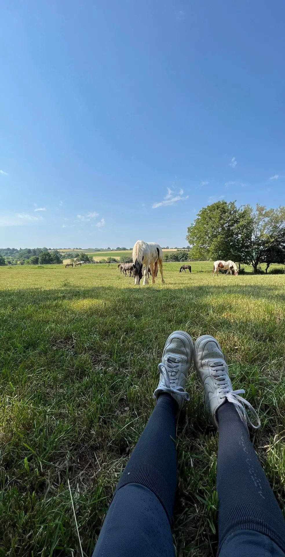 happyplace ♾️#equestrian #horse #fyp #happyplace #stable 