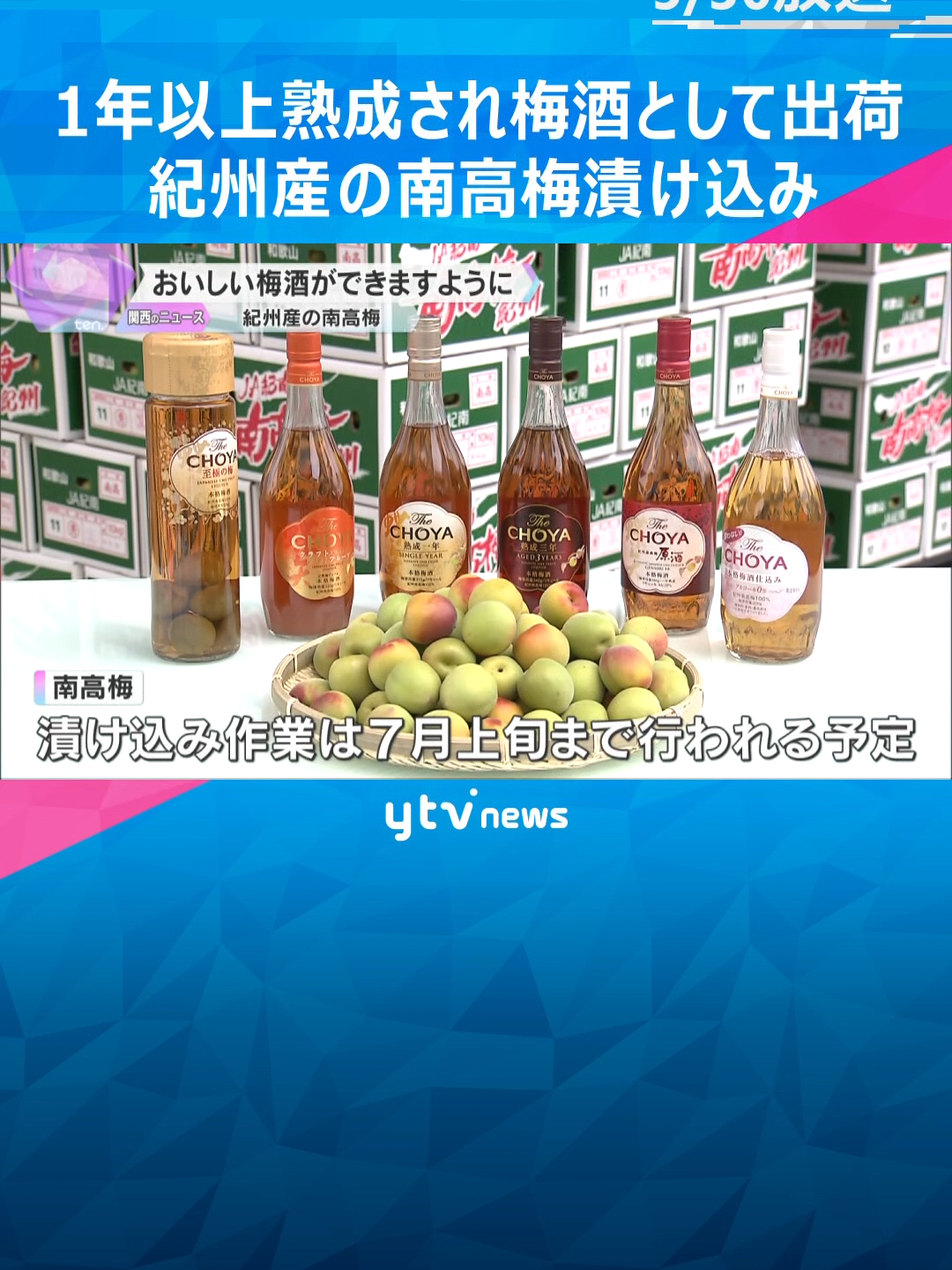 大阪府羽曳野市にある酒造会社の工場では30日、梅酒を作るため、和歌山県で収穫されたばかりの直径5センチほどの南高梅を漬け込む作業が始まりました。紀州産の南高梅は、酸度が高く、果肉が詰まっていて梅酒を作るのに適した品種だということです。#tiktokでニュース　#読売テレビニュース