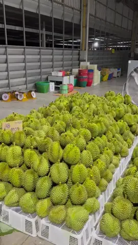 泰国榴莲工厂，预计还有两天左右到达中国 ，本人大量收购东南亚地区热带水果 欢迎各位老板合作🤝 #榴莲 #泰国榴莲工厂 