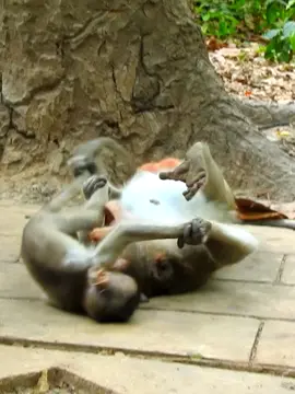 A mother training her baby funny 😁 😂  #monkeybaby #rescueanimals #funnymonkey #babyamonkey #popularvideo #babyajimals 