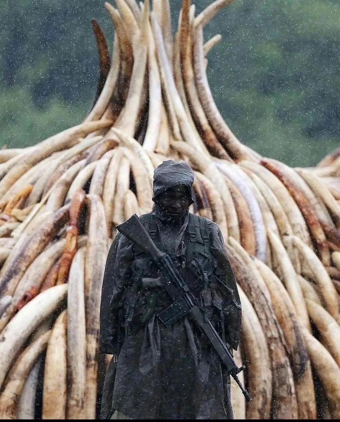 In 2016 President Kenyatta of Kenya sets fires to biggest stockpile of ivory tusks ever destroyed, in statement against ivory trade and poaching.  #fyp #real #hard 