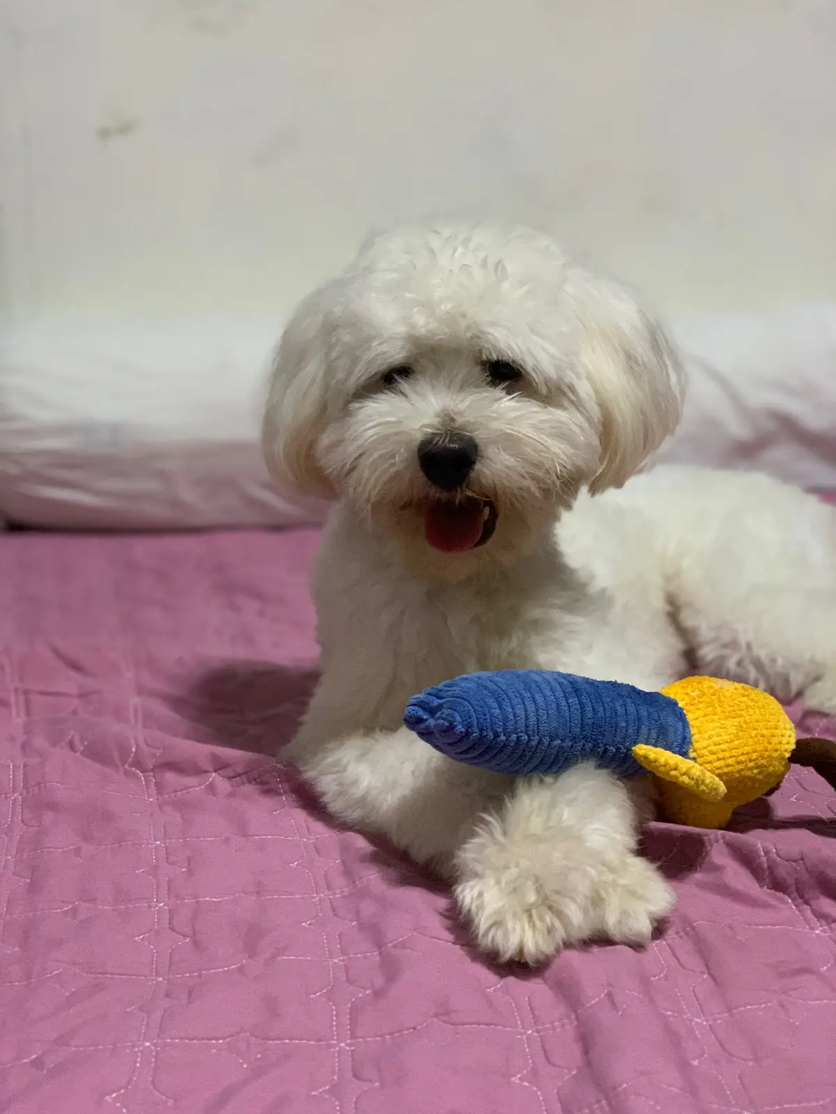 I LOVE YOU MY HAPPY BABY! 💙🐶 Pa groom na tayo, di na kita eyes mo 😂 #fyp #maltipoo #maltesedog #poodlesoftiktok #poodle #maltipoosoftiktok #onlychild #survivor #TheRoos 