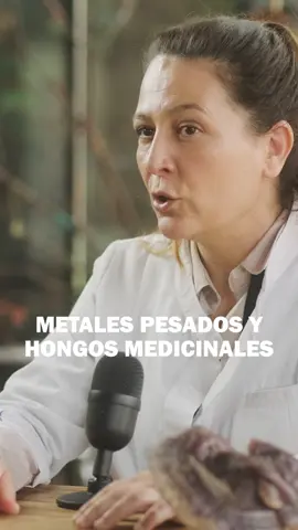 Comenzamos una serie de podcasts donde exploramos el fascinante mundo de los hongos medicinales con la Dra. Catalina Fernández de Ana Portela, CEO y Fundadora de Hifas da Terra. En este primer episodio, nos adentramos en el papel crucial de los hongos en la detoxificación del cuerpo. 🎙️ Los hongos medicinales son capaces de quelar, es decir, capturar y mover metales pesados, limpiándolos de nuestro sistema. Nuestro estudio ha demostrado que el Maitake y el Polyporus son efectivos en este proceso de detoxificación. El Polyporus ayuda a drenar y mover el sistema linfático, mientras que el Maitake es excelente para la limpieza del hígado. 🌱 #Podcast #HongosMedicinales #Detoxificación #SaludNatural #Bienestar #NutriciónHolística