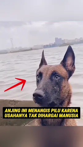 Anjing Ini Menangis Pilu Karena Usahanya Tak Dihargai #fyp #Viral #Shorts #alurcerita #taukahkamu #didyouknow