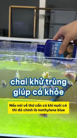 Nuôi Cá Hiệu Quả Hơn Với Methylene Blue - Đừng Bỏ Lỡ! ⚠️ #notashopvn #tuanaquarium #aquarium #fish #fyp