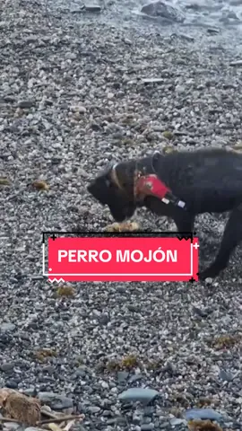 Perro mojón — Vía @Maria Martin Guti242 