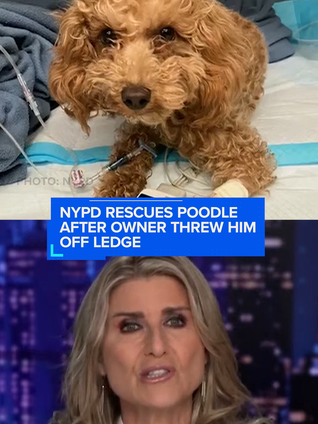 A puppy named Rocket is expected to make a full recovery after suffering horrific injuries and abuse by his owner. The heroic #NYPD officers who rushed the puppy to a vet, saving its life, joined “Banfield.”