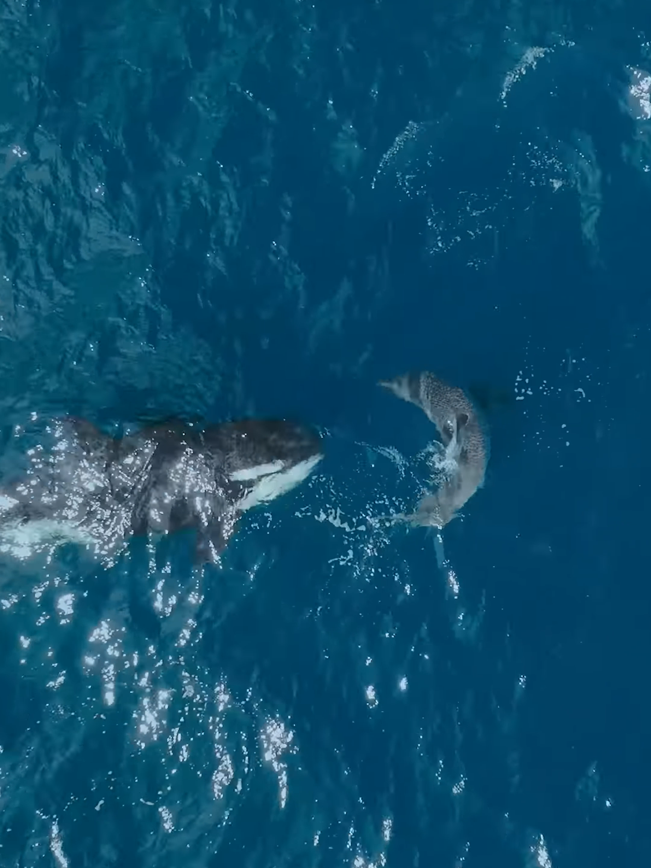 Orca vs. Great White Shark: Epic Battle Under the Sea! 🐋🦈   Witness the incredible power of the Killer whale, also known as the Orca, as it takes on a fearsome Great white shark in a battle for dominance. 🐋🦈 Watch as the Orca's mighty strike shatters the shark's ribs, leaving it vulnerable in the depths of the ocean. Did you know that Orcas are known to hunt and eat sharks, using powerful strikes to immobilize them? Will the shark retaliate, or will the Orca emerge victorious?  Comment below with your thoughts on this intense showdown between two apex predators! Don't miss out on this thrilling encounter that showcases the raw power of nature. 🌊🔱 #Orca #GreatWhiteShark #UnderwaterBattle #PredatorvsPredator #WildlifeShowdown #OceanPredators #EpicEncounter #MarineLife #naturepower #SavageSea #WildlifeVideo #NatureDrama #TikTokWildlife #MarinePredators #OceanLife #ThrillingEncounter #ApexPredators #NatureFacts #AnimalKingdom #MustSeeNature