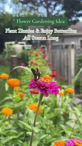 The best flower garden addition I’ve ever made 🦋 #plantsoftiktok #gardeningideas #flowergarden #zinnias #creatorsearchinsights 