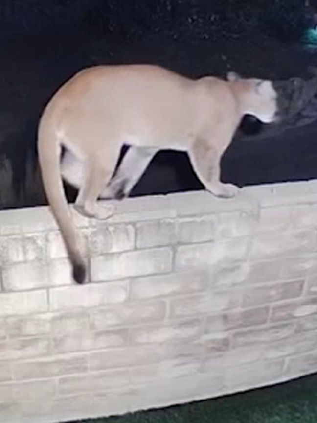 A large mountain lion was spotted climbing a wall at an Agoura Hills, California home, making for a beautiful but frightening sight for one couple.