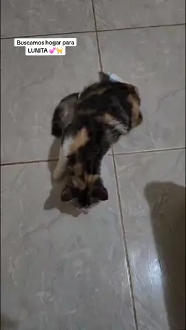 LUNITA es una gatita paraplejica que busca un hogar que la quieran y la respeten ah sufrido desde muy pequeña, tirada en la basura llena de gusanos,,, hasta que llego un ángel y la rescató,  y x problemas de arriendo no la pueden seguir teniendo x los problemas del dueño de casa 😥🐈#amor #salvandovidas #fpyシ #parati #NoAlMaltratoAnimal #salvandovidas #ayudanos_a_ayudar #viralvideo #ecuador🇪🇨 #adopta #adoptanocompres 