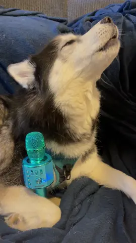 Summer Concert Series 🎶🎵 #haikuthehusky #fyp #husky #viral #dog 