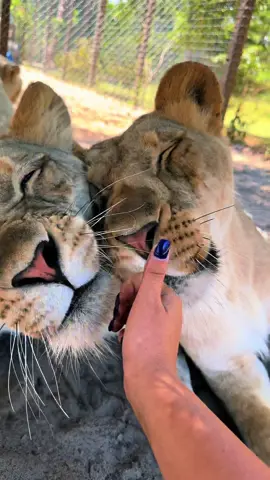 Lion girl boops! Sahara & Sarabi #NOTpets #lion #lions #lioness #boop #boops #boopboopboop #boopthesnoot #Love #cute #lol #funny #bigcat #bigcats #cat #cats #animal #animals #fl #florida #fyp 