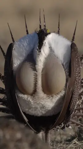 Want to catch more slo-mo vids of birds like this? We need to tell the US Bureau of Land Management to enact 👏 science-based 👏  management 👏  plans 👏. #birds #sagegrouse #foryoupage #savebirds 