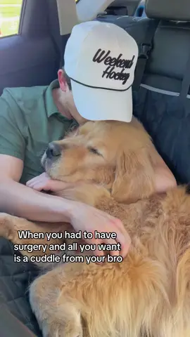 Sterls had a small lump removed from on top of his ear today... its not concerning but has gone off for pathology to be safe 😊#proactivehealth #goldenretriever 