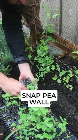 🫛 Comment SNAP to get the link to the full video of how I'm setting up my Snap Pea Wall for this season! #howtogrowsnappeas #beginnergardening #gardeningtips 