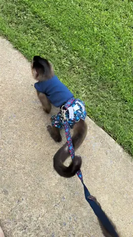 Just walking along😁 #everetthenry #cuties #capuchin #monkey #monkeysoftiktok 