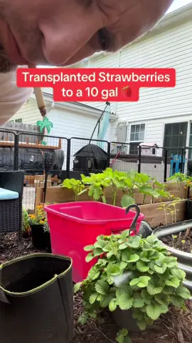 Strawberry transplanted to a 10 gallon #garden #strawberry #transplant #gardentok #smallspacegardening #townhouse #fyp #trending 