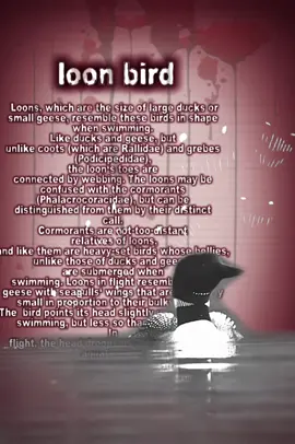 best bird edit?? || #edit #symbioteedit #symbiote #loonbird #shoebillstork #whitebellbird 