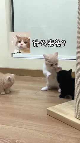 #cat #cuteanimals #可愛い猫 #funnycat #catsoftiktok Kittens have fun in their childhood