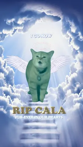A bright light has gone out, but Cala’s sweet little voice will go meow for eternity! 🌟😿 @Cala & Elizabeth (2012 - 2024) 