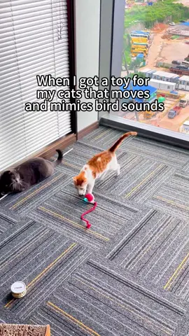 Get one for your cat, he will have a blast with this toy 🥰🥰😂😂😂! #cattoys #toys #toy #funnytoys #catsoftiktok 