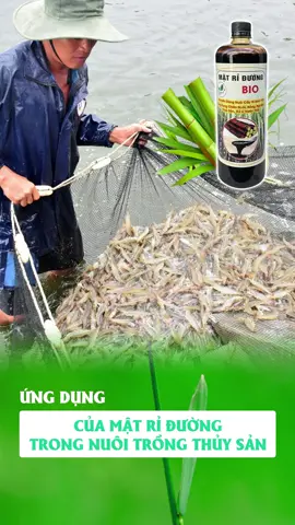 Ứng Dụng Của Mật Rỉ Đường Trong Nuôi Trồng Thủy Sản #MậtRỉĐường #TuyenSiMatRiDuong #TuyểnSỉ #ưuđãihấpdẫn #ChephamsinhhocBio #matri #thuysan#matriduong  