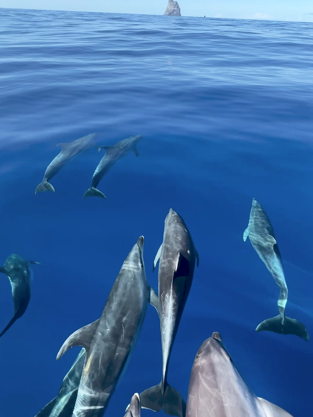 Incredible how clear the water is 🐬 @evanfawell  📍Australia #dolphins #boat #living #australia #glassy #dreamlife #Summer #fyp #foryou #traveltiktok