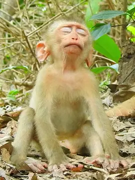 Super sleep condition 😴 😪  #adorablemonkey #rescuemonkey #popularvideo #babyajimals #poormonkey #monkeybaby #babymonkey 