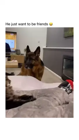 😂❤️ #dogs 