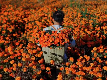 Thu hoạch vườn hoa nào#flowers #hoa #binhyen #peace #peaceful #thiennhien #canhdep #nhachaymoingay 