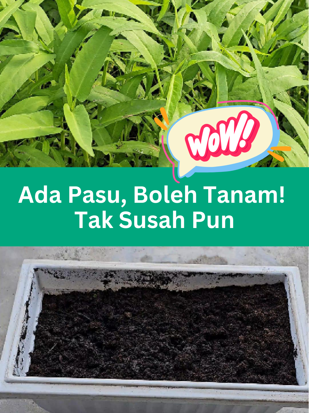 #Tanam Sayur Di Dalam Rumah: Siapa kata tak boleh berkebun di rumah flat? Ada pasu, ada harapan! Lihat hasil tangan saya! #babagardening #tanamsayur #caramenamsayur #tanambayam #bayam #caramenamorganik