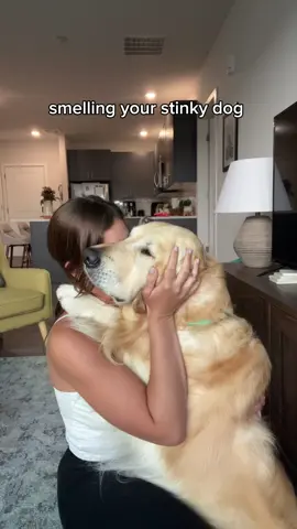 stinks so good #dogs #funnydogs #goldenretriever 