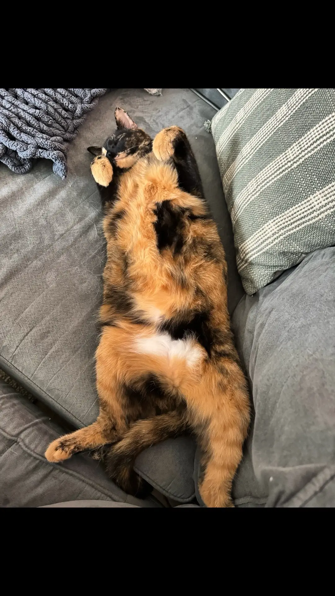 Making up missing Tortie Thursday by posting for forbidden belly. I hope everyone can forgive me 🤣 . #tortiethursday #justadaylate #libbythecat #tortiecat #bellyfloof  