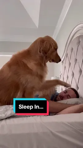 This is why we cant sleep in… #dog #goldenretriever 