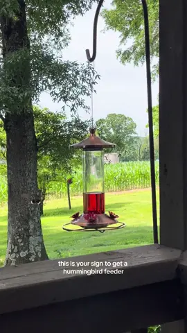 I love them 🥹🥹🥹 #hummingbirds #hummingbird #birdfeeder #peacefulvibes 